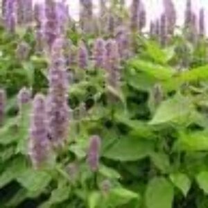 Agastache rugosa geen maat specificatie 0,55L/P9cm - afbeelding 2