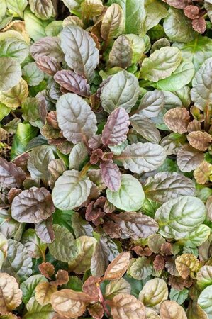 Ajuga reptans 'Atropurpurea' geen maat specificatie 0,55L/P9cm - afbeelding 1