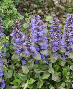 Ajuga reptans 'Atropurpurea' geen maat specificatie 0,55L/P9cm - afbeelding 2