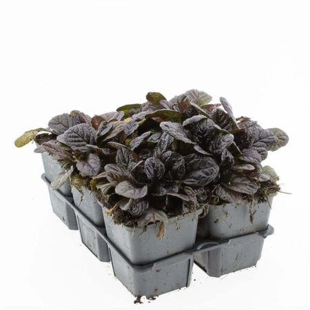 Ajuga reptans 'Atropurpurea' geen maat specificatie 0,55L/P9cm - afbeelding 7