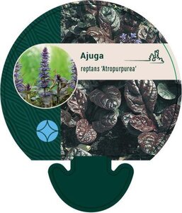 Ajuga reptans 'Atropurpurea' geen maat specificatie 0,55L/P9cm - afbeelding 6