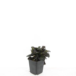 Ajuga reptans 'Atropurpurea' geen maat specificatie 0,55L/P9cm - afbeelding 5