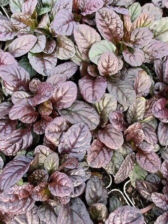 Ajuga reptans 'Atropurpurea' geen maat specificatie 0,55L/P9cm - afbeelding 4