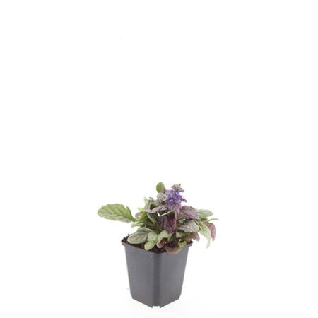 Ajuga reptans 'Burgundy Glow' geen maat specificatie 0,55L/P9cm - afbeelding 7