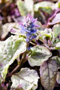 Ajuga reptans 'Burgundy Glow' geen maat specificatie 0,55L/P9cm - afbeelding 1