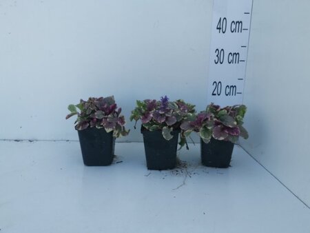 Ajuga reptans 'Burgundy Glow' geen maat specificatie 0,55L/P9cm - afbeelding 12