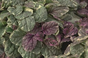 Ajuga reptans 'Burgundy Glow' geen maat specificatie 0,55L/P9cm - afbeelding 11