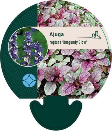 Ajuga reptans 'Burgundy Glow' geen maat specificatie 0,55L/P9cm - afbeelding 8