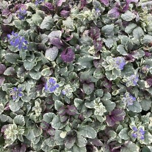 Ajuga reptans 'Burgundy Glow' geen maat specificatie 0,55L/P9cm - afbeelding 9