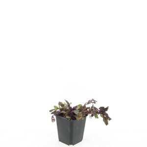 Ajuga reptans 'Burgundy Glow' geen maat specificatie 0,55L/P9cm - afbeelding 5