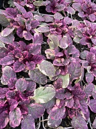 Ajuga reptans 'Burgundy Glow' geen maat specificatie 0,55L/P9cm - afbeelding 3