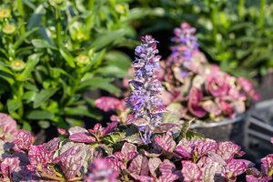 Ajuga reptans 'Burgundy Glow' geen maat specificatie 0,55L/P9cm - afbeelding 10