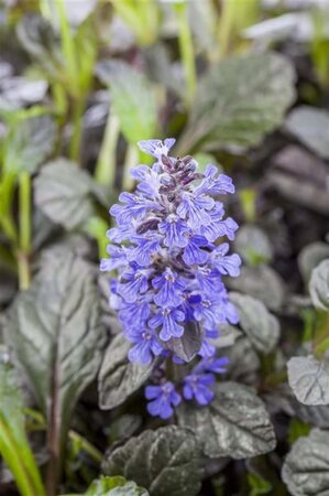 Ajuga reptans 'Braunherz' geen maat specificatie 0,55L/P9cm - afbeelding 1