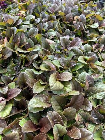 Ajuga reptans 'Braunherz' geen maat specificatie 0,55L/P9cm - afbeelding 5