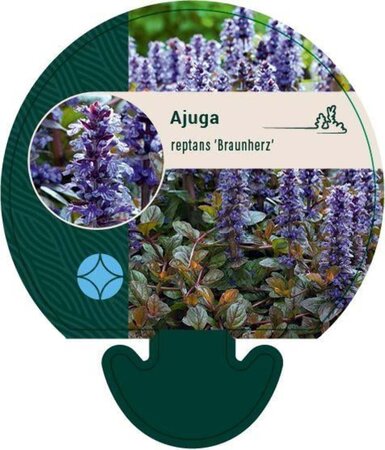 Ajuga reptans 'Braunherz' geen maat specificatie 0,55L/P9cm - afbeelding 3