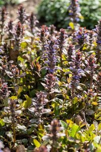 Ajuga reptans 'Braunherz' geen maat specificatie 0,55L/P9cm - afbeelding 2