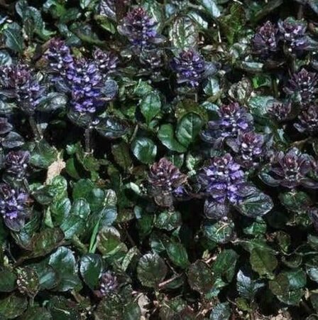 Ajuga reptans 'Braunherz' geen maat specificatie 0,55L/P9cm - afbeelding 4