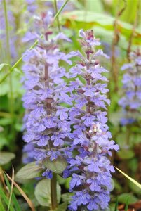 Ajuga reptans geen maat specificatie 0,55L/P9cm - afbeelding 3