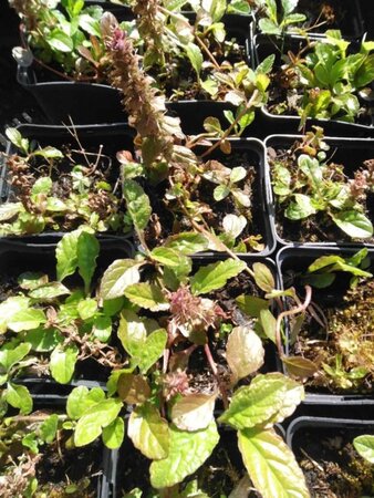 Ajuga reptans geen maat specificatie 0,55L/P9cm - afbeelding 4