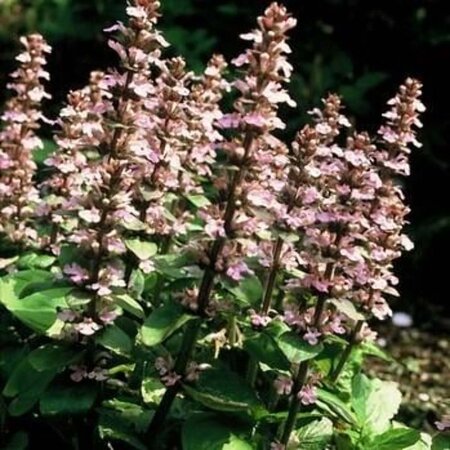 Ajuga reptans 'Purple Torch' geen maat specificatie 0,55L/P9cm - afbeelding 2