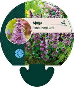 Ajuga reptans 'Purple Torch' geen maat specificatie 0,55L/P9cm - afbeelding 1