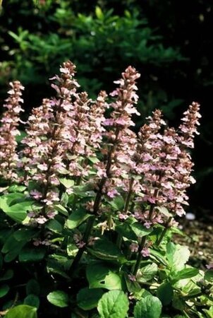 Ajuga reptans 'Purple Torch' geen maat specificatie 0,55L/P9cm - afbeelding 3