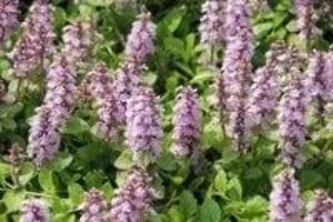 Ajuga reptans 'Rosea' geen maat specificatie 0,55L/P9cm - afbeelding 1