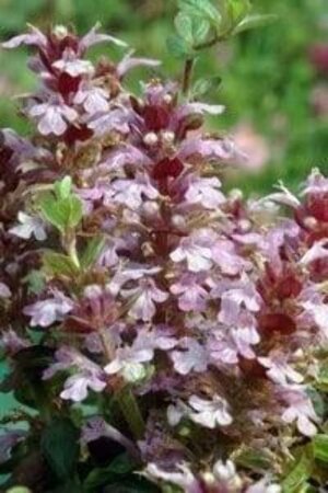 Ajuga reptans 'Rosea' geen maat specificatie 0,55L/P9cm - afbeelding 2