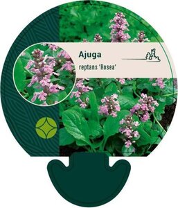 Ajuga reptans 'Rosea' geen maat specificatie 0,55L/P9cm - afbeelding 4