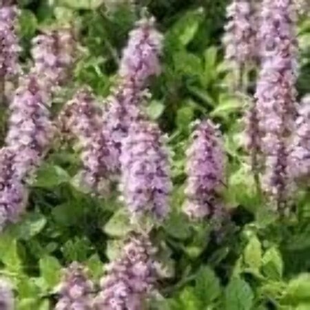 Ajuga reptans 'Rosea' geen maat specificatie 0,55L/P9cm - afbeelding 3