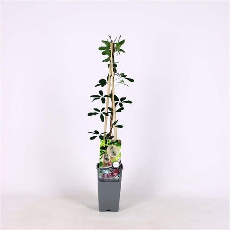 Akebia quinata 70 cm vierkant 2L