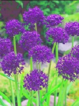 Allium atropurpureum geen maat specificatie bloembol