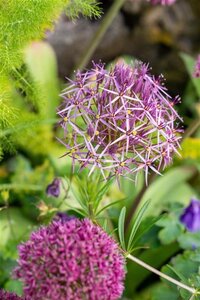 Allium christophii geen maat specificatie 0,55L/P9cm