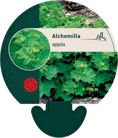 Alchemilla epipsila geen maat specificatie 0,55L/P9cm - afbeelding 3