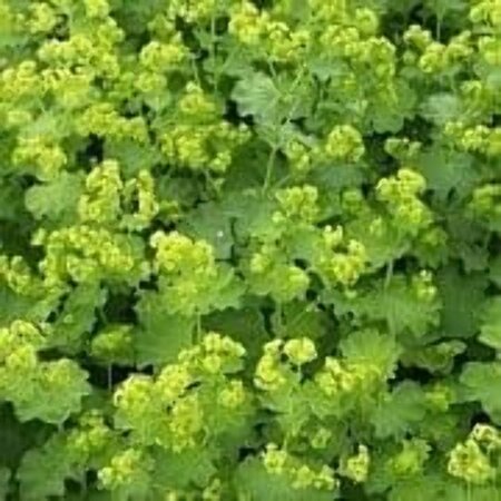 Alchemilla epipsila geen maat specificatie 0,55L/P9cm - afbeelding 4