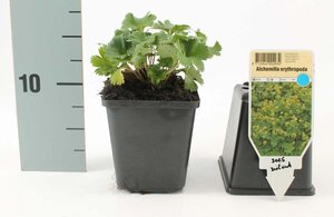 Alchemilla erythropoda geen maat specificatie 0,55L/P9cm - afbeelding 3