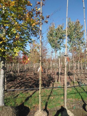 Alnus glutinosa 'Imperialis' 10-12 cm draadkluit geveerd