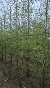 Alnus glutinosa 'Imperialis' 10-12 cm wortelgoed geveerd - afbeelding 4