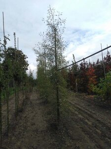 Alnus glutinosa 'Imperialis' 12-14 cm wortelgoed geveerd 2 X verplant - afbeelding 5