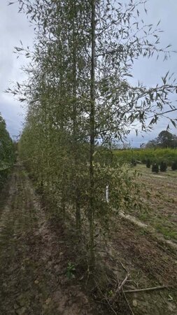 Alnus glutinosa 'Imperialis' 14-16 cm wortelgoed geveerd 3 X verplant - afbeelding 2