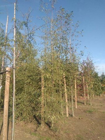 Alnus glutinosa 'Imperialis' 14-16 cm wortelgoed geveerd 3 X verplant - afbeelding 1