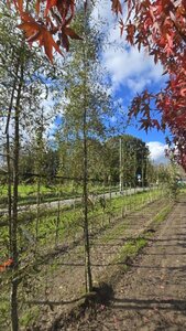 Alnus glutinosa 'Imperialis' 16-18 cm draadkluit geveerd 3 X verplant - afbeelding 1