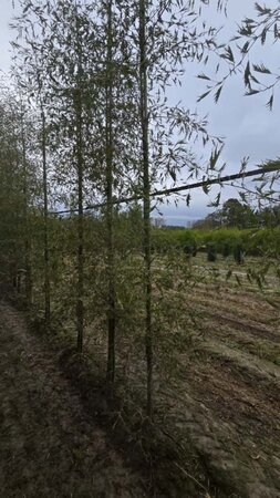 Alnus glutinosa 'Imperialis' 6-8 cm wortelgoed geveerd - afbeelding 4