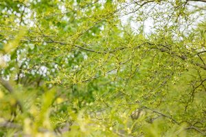 Alnus glutinosa 'Imperialis' 6-8 cm wortelgoed geveerd - afbeelding 1