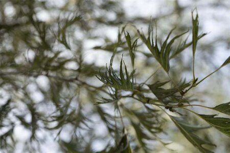 Alnus glutinosa 'Imperialis' 8-10 cm wortelgoed geveerd - afbeelding 3