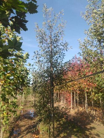 Alnus glutinosa 'Laciniata' 14-16 Hoogstam draadkluit 2 X verplant