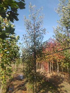 Alnus glutinosa 'Laciniata' 14-16 Hoogstam draadkluit 2 X verplant