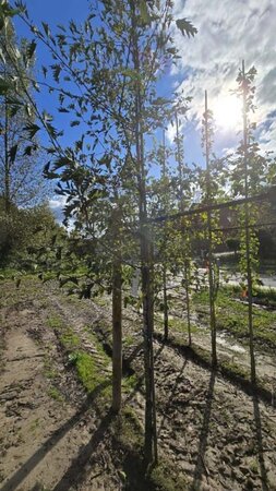 Alnus glutinosa 'Laciniata' 14-16 cm wortelgoed geveerd 3 X verplant