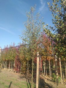 Alnus glutinosa 'Laciniata' 16-18 Hoogstam draadkluit 3 X verplant