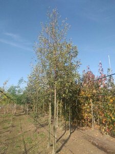 Alnus glutinosa 'Laciniata' 18-20 Hoogstam draadkluit 3 X verplant